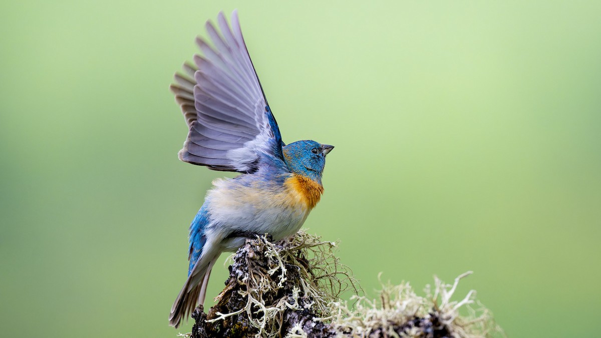 Lazuli Bunting - ML618598457