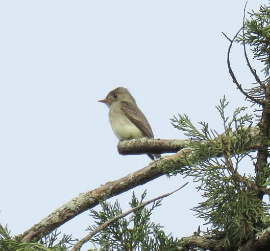 Southern Tropical Pewee - ML618598472
