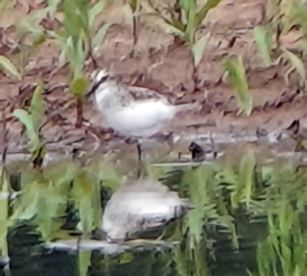 Semipalmated Sandpiper - ML618598511