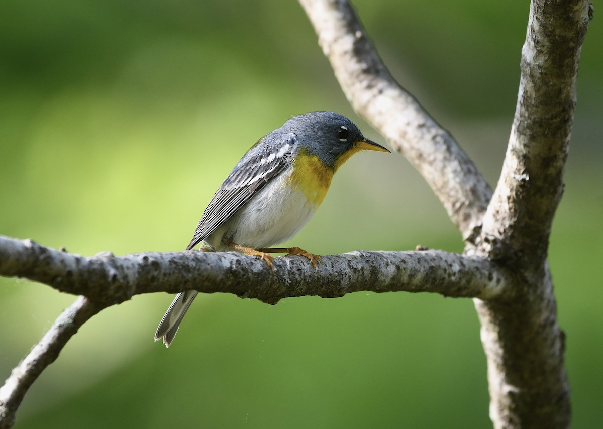 Northern Parula - Claudia Nielson