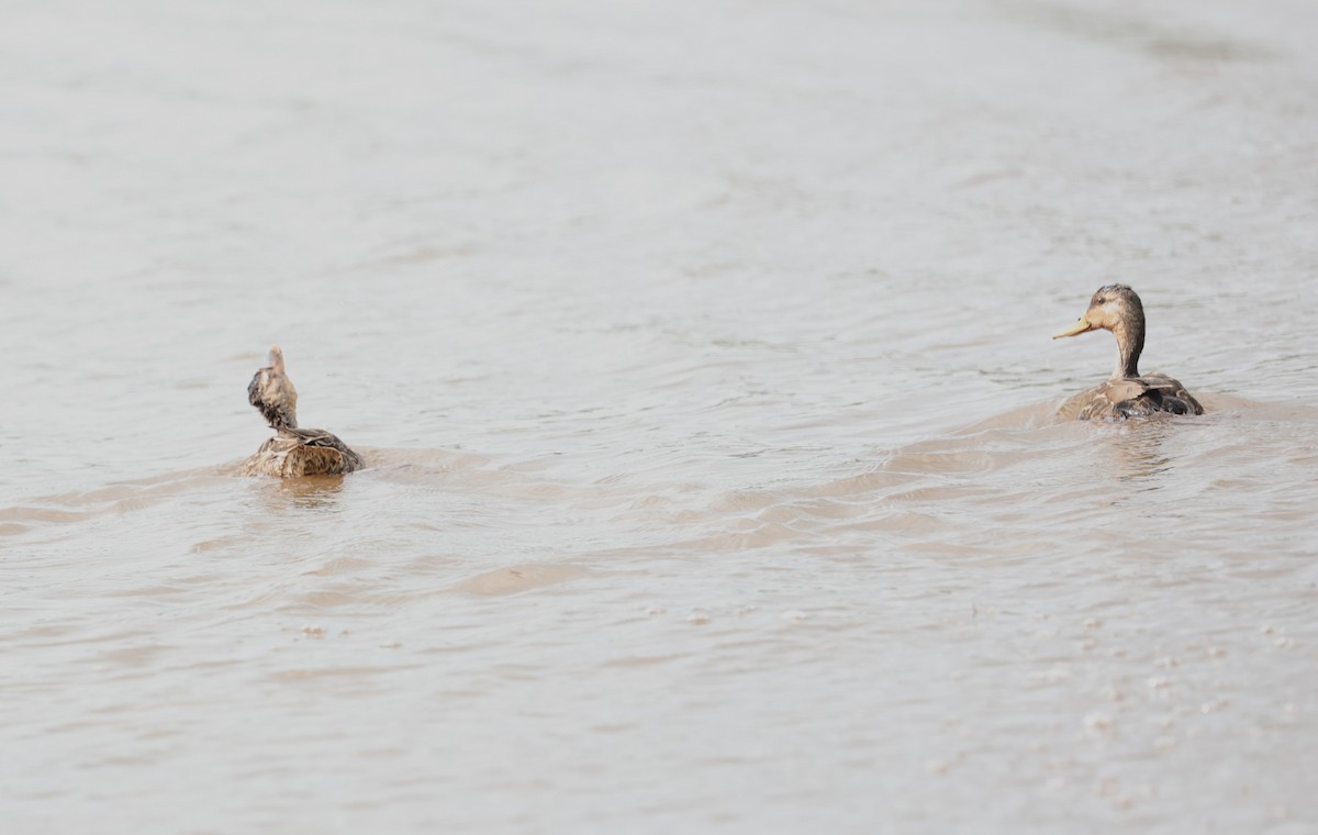 Mottled Duck - ML618598515