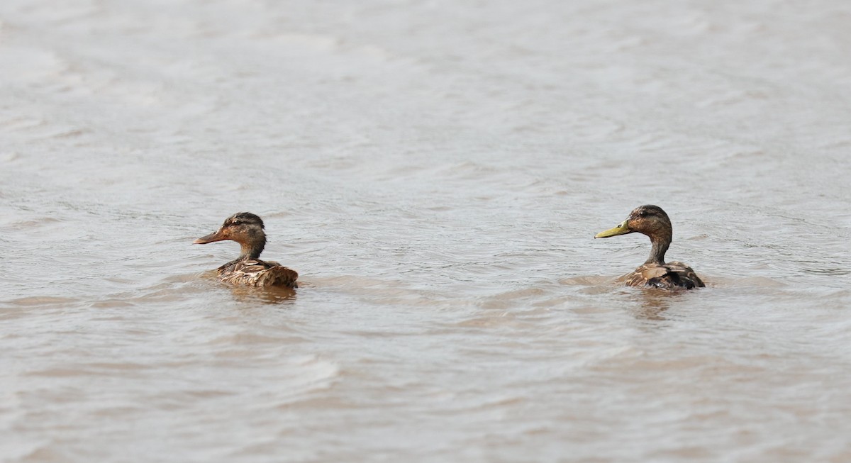 Mottled Duck - ML618598516