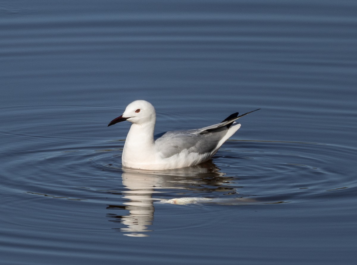 Slender-billed Gull - Tom Younkin