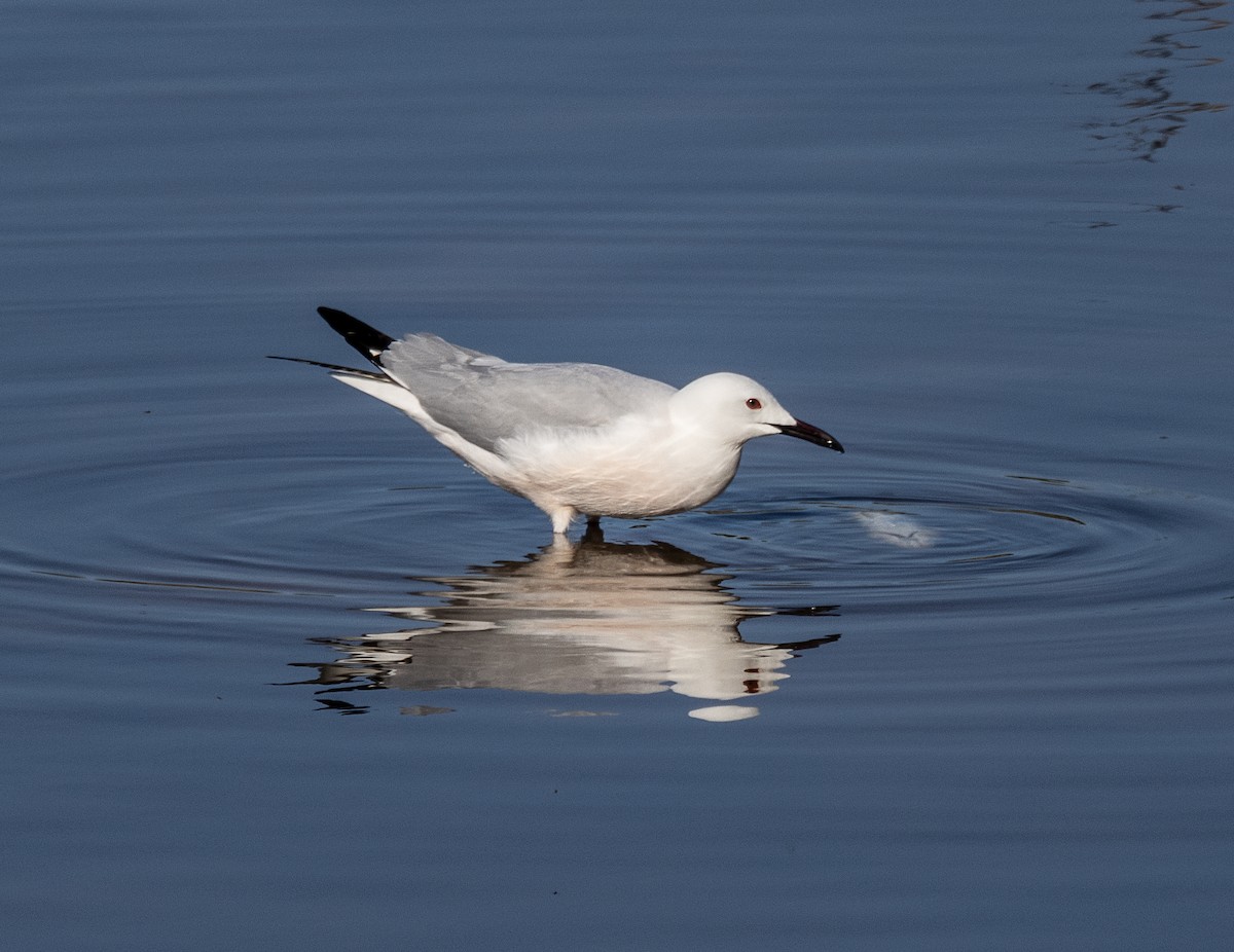 Slender-billed Gull - Tom Younkin