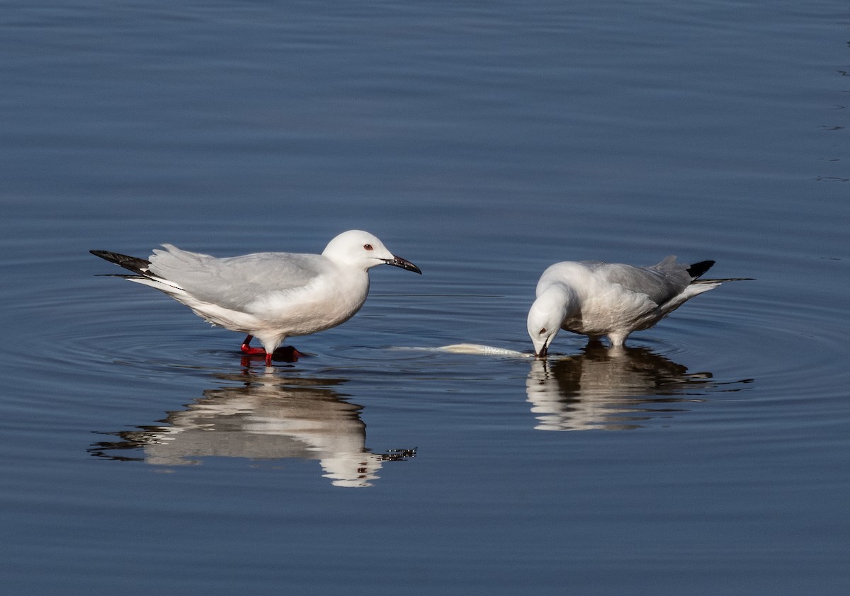 Slender-billed Gull - ML618598548