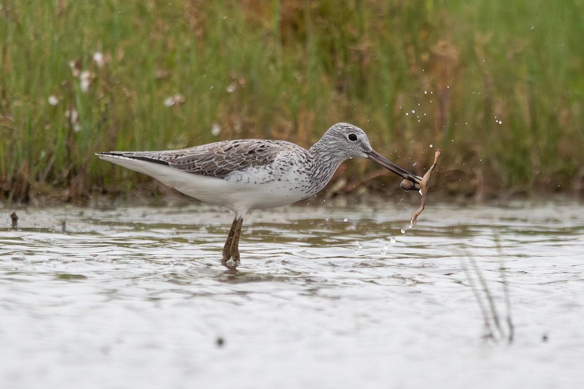 Common Greenshank - ML618598601