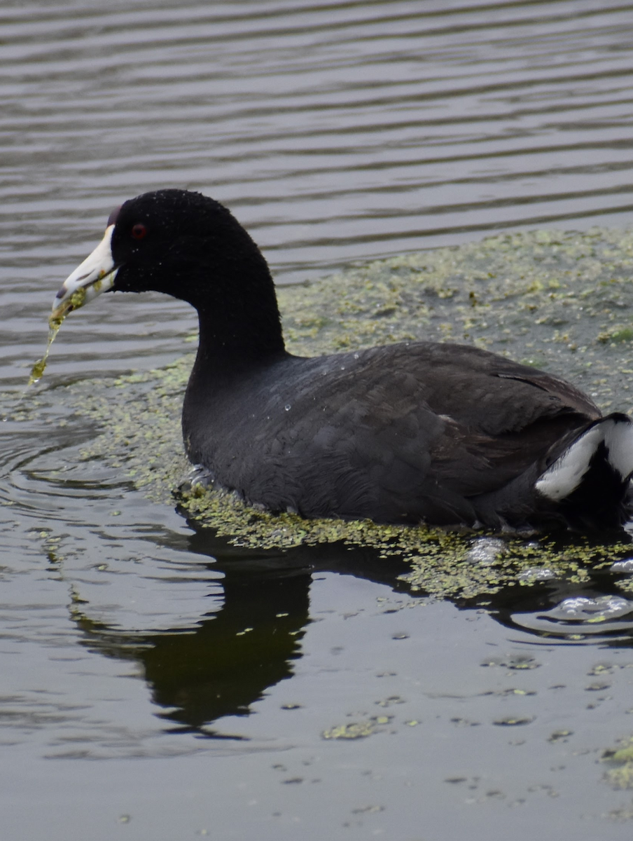 American Coot - ML618598646