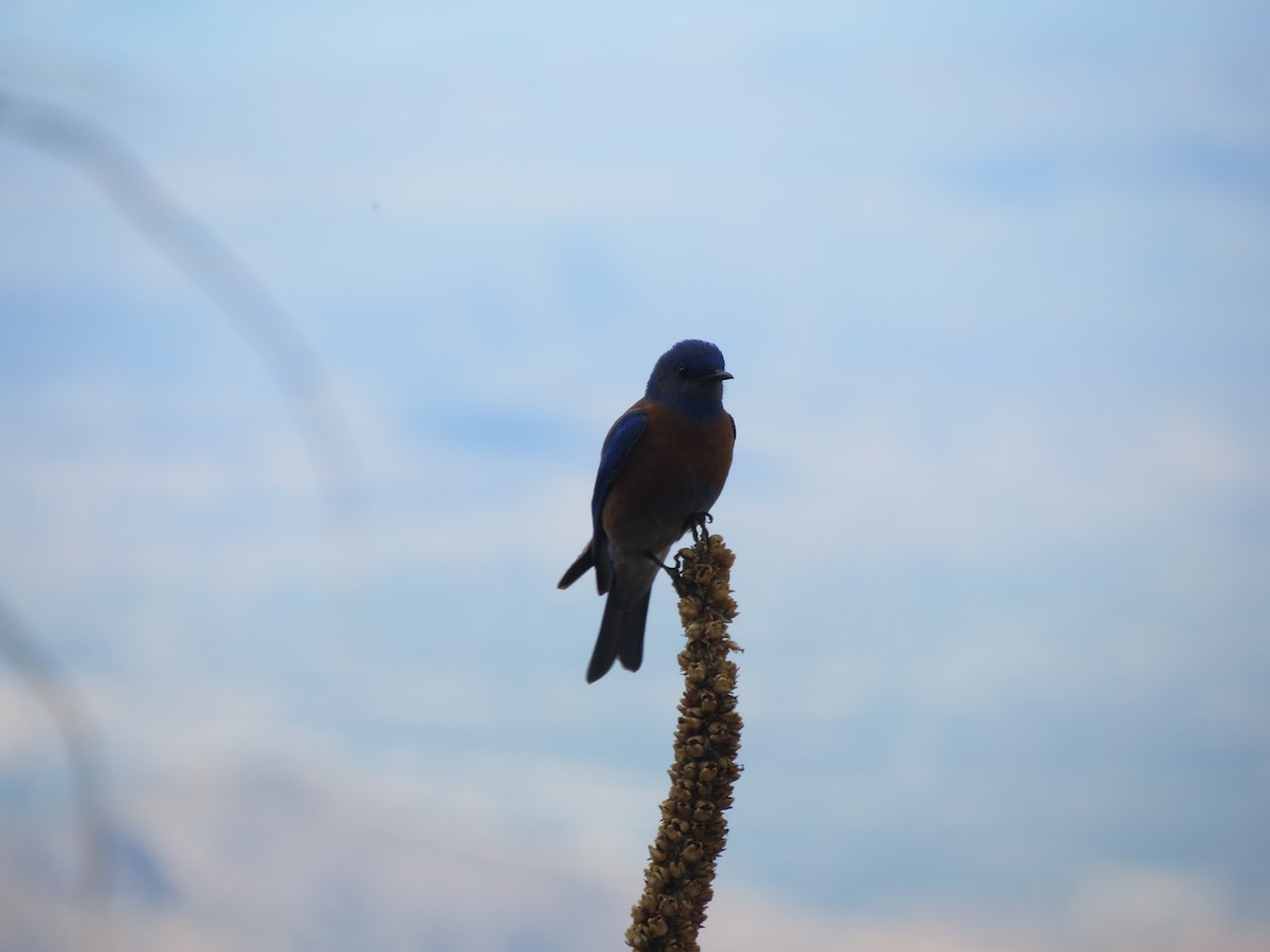 Western Bluebird - ML618598675