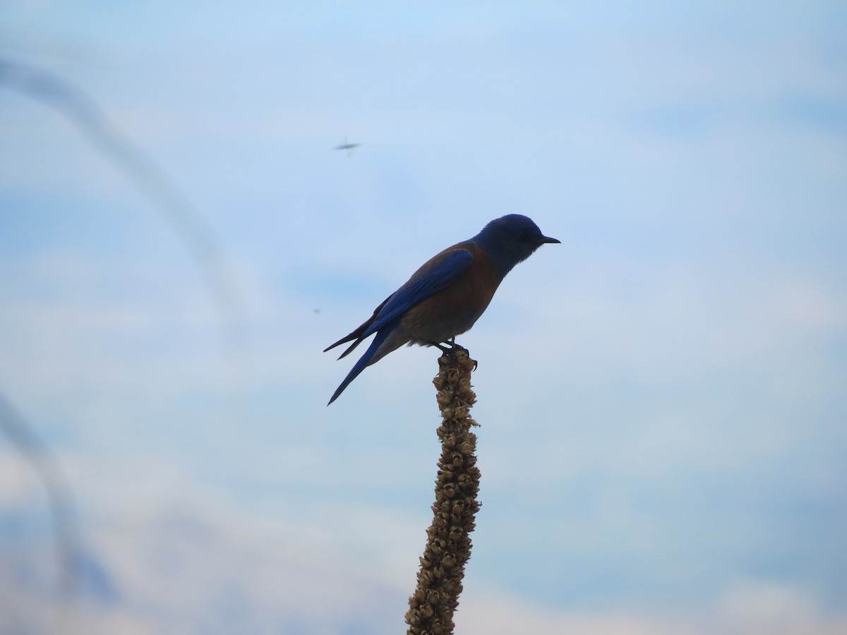 Western Bluebird - ML618598678