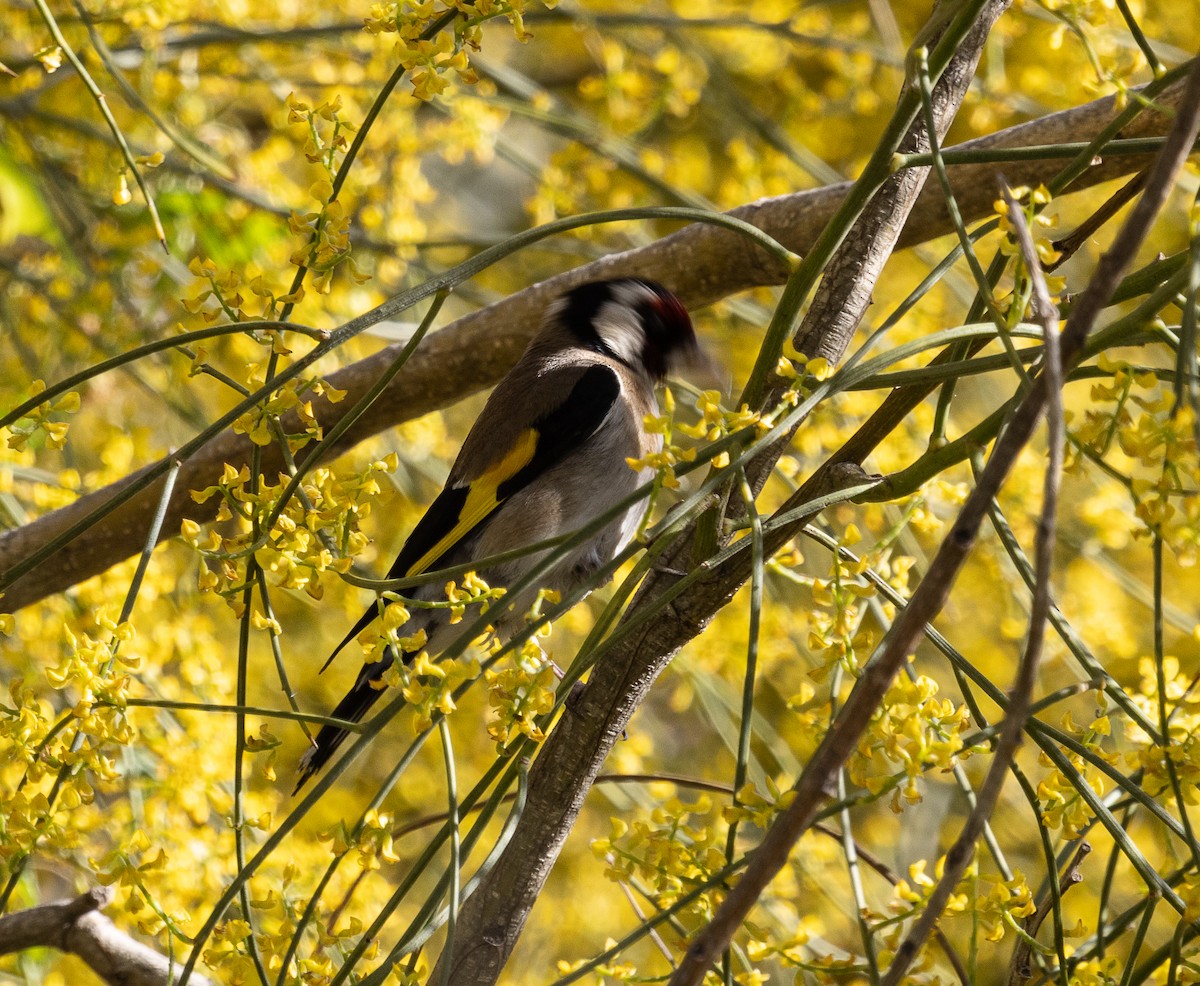 European Goldfinch - Tom Younkin