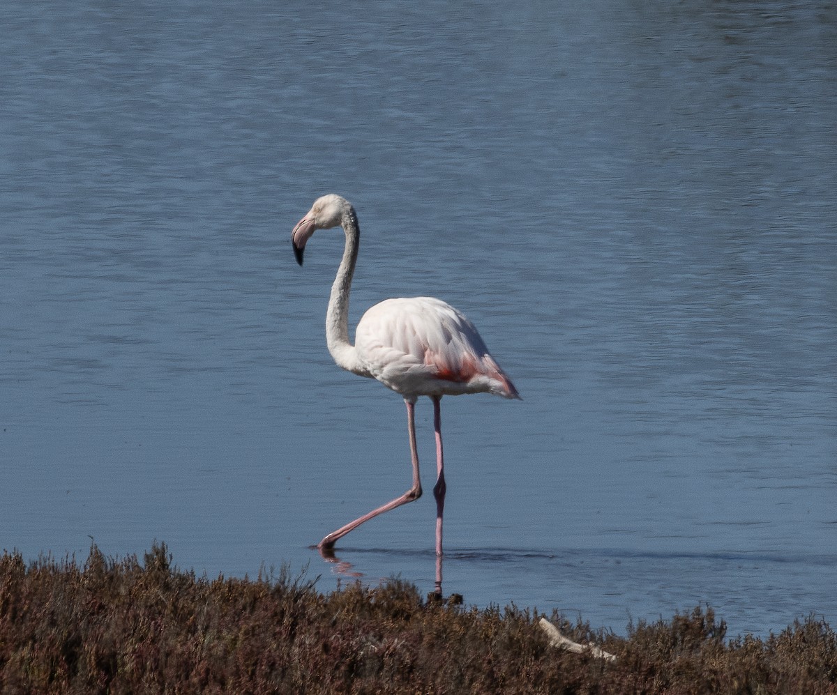 Greater Flamingo - Tom Younkin