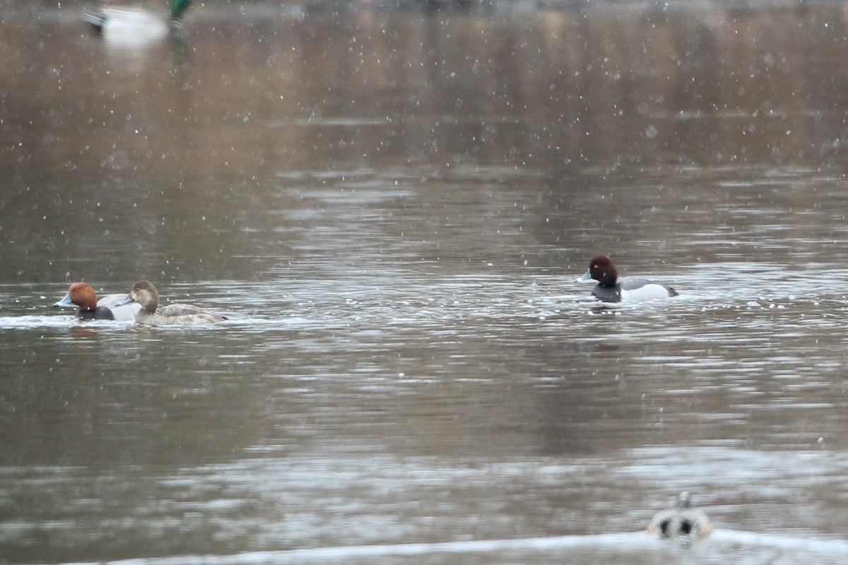 Redhead x Ring-necked Duck (hybrid) - ML618598783