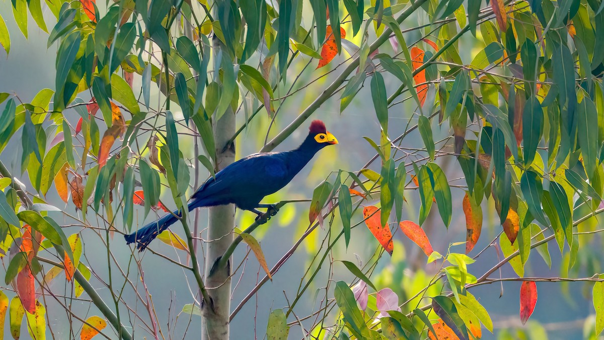 Ross's Turaco - yonexer bill