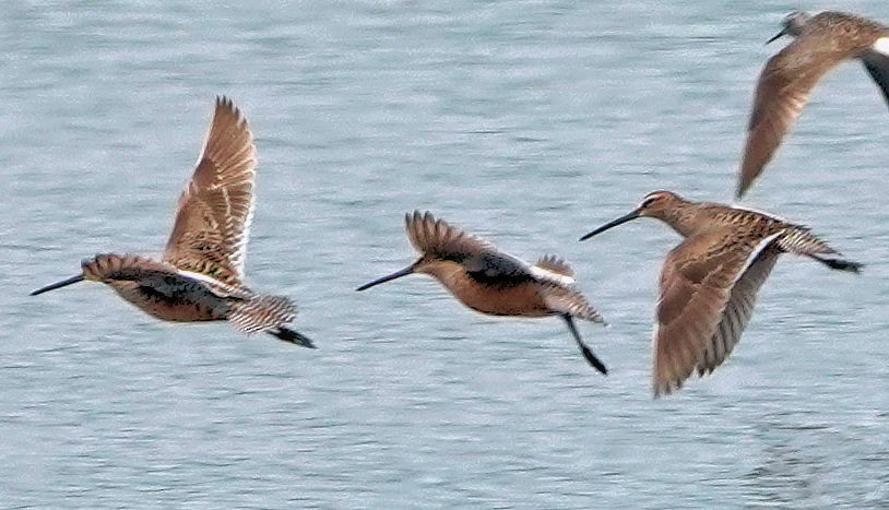 Long-billed Dowitcher - ML618598803