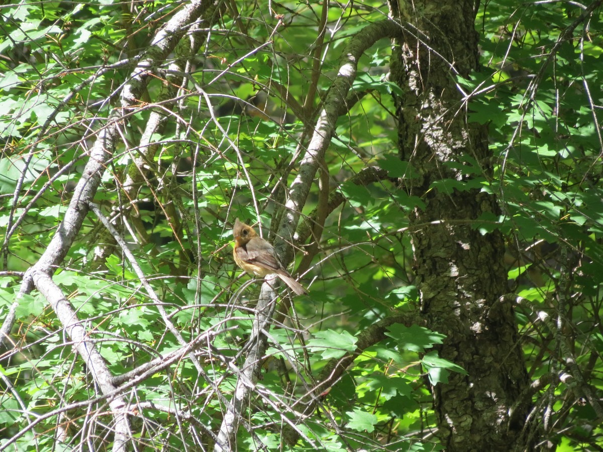 Tufted Flycatcher - ML618598804