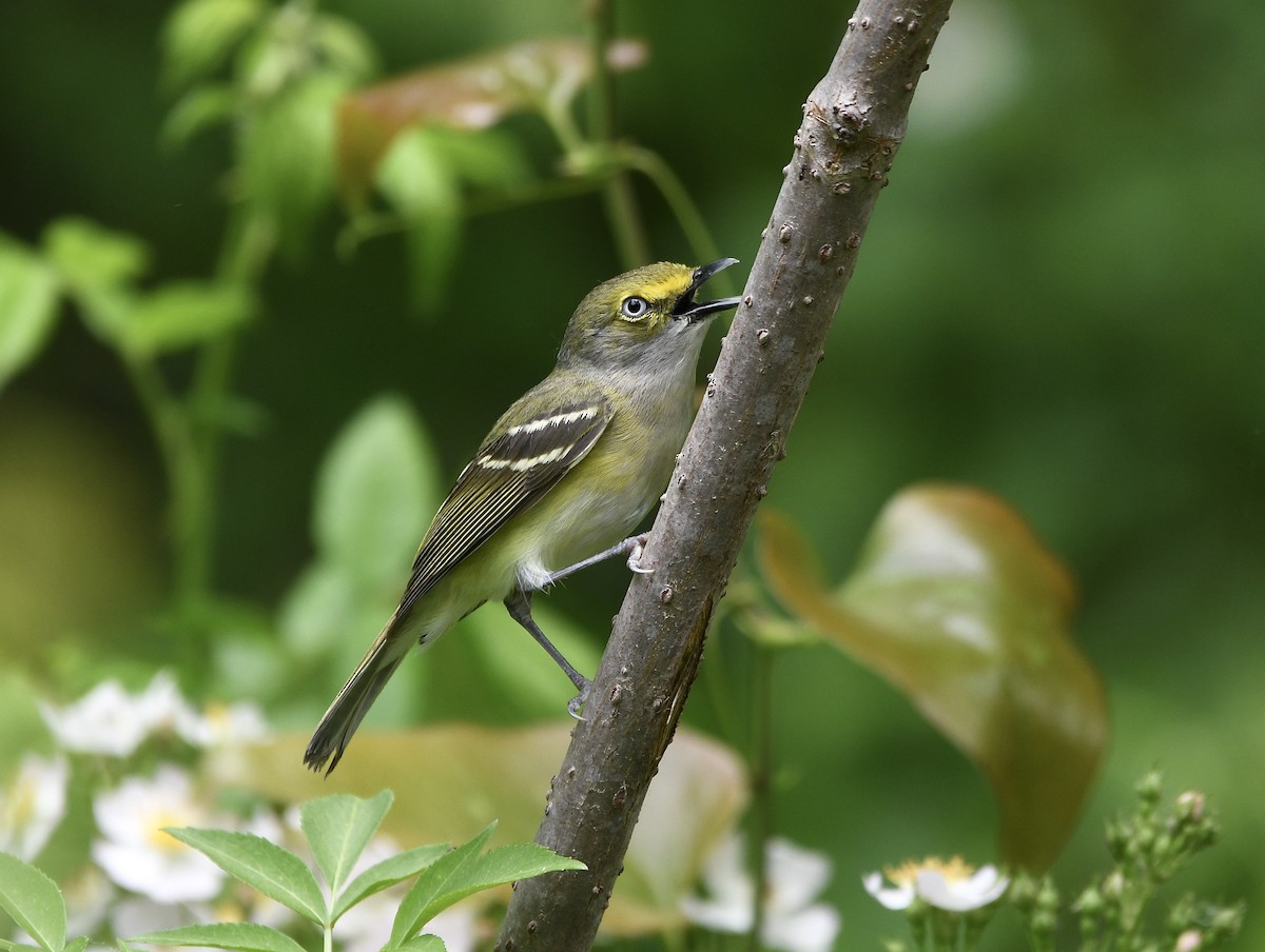 White-eyed Vireo - Claudia Nielson