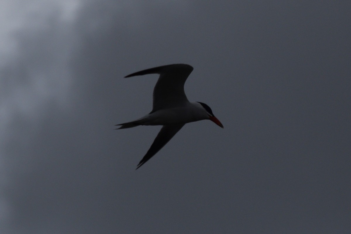 Caspian Tern - ML618598823