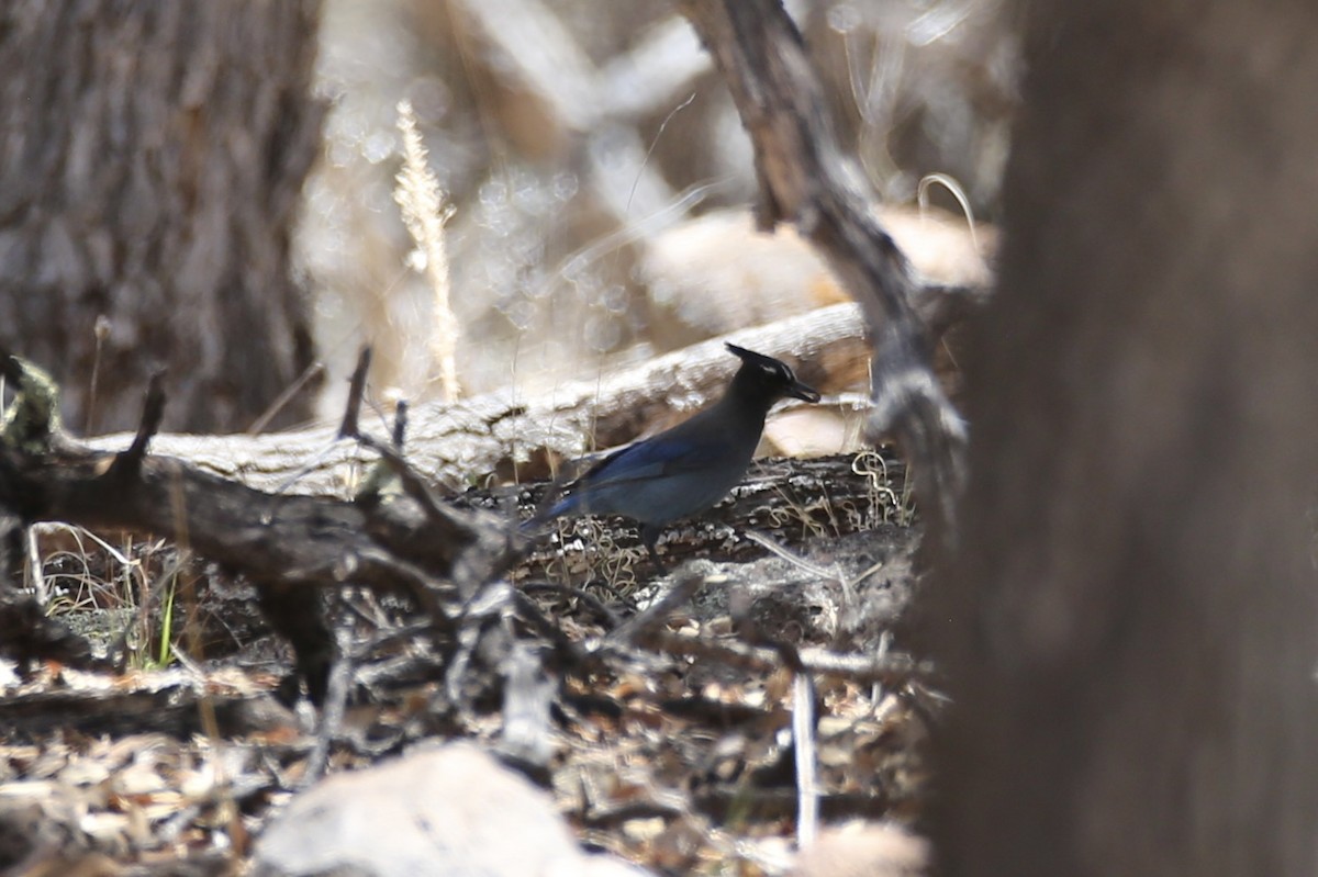 Steller's Jay (Southwest Interior) - ML618598884