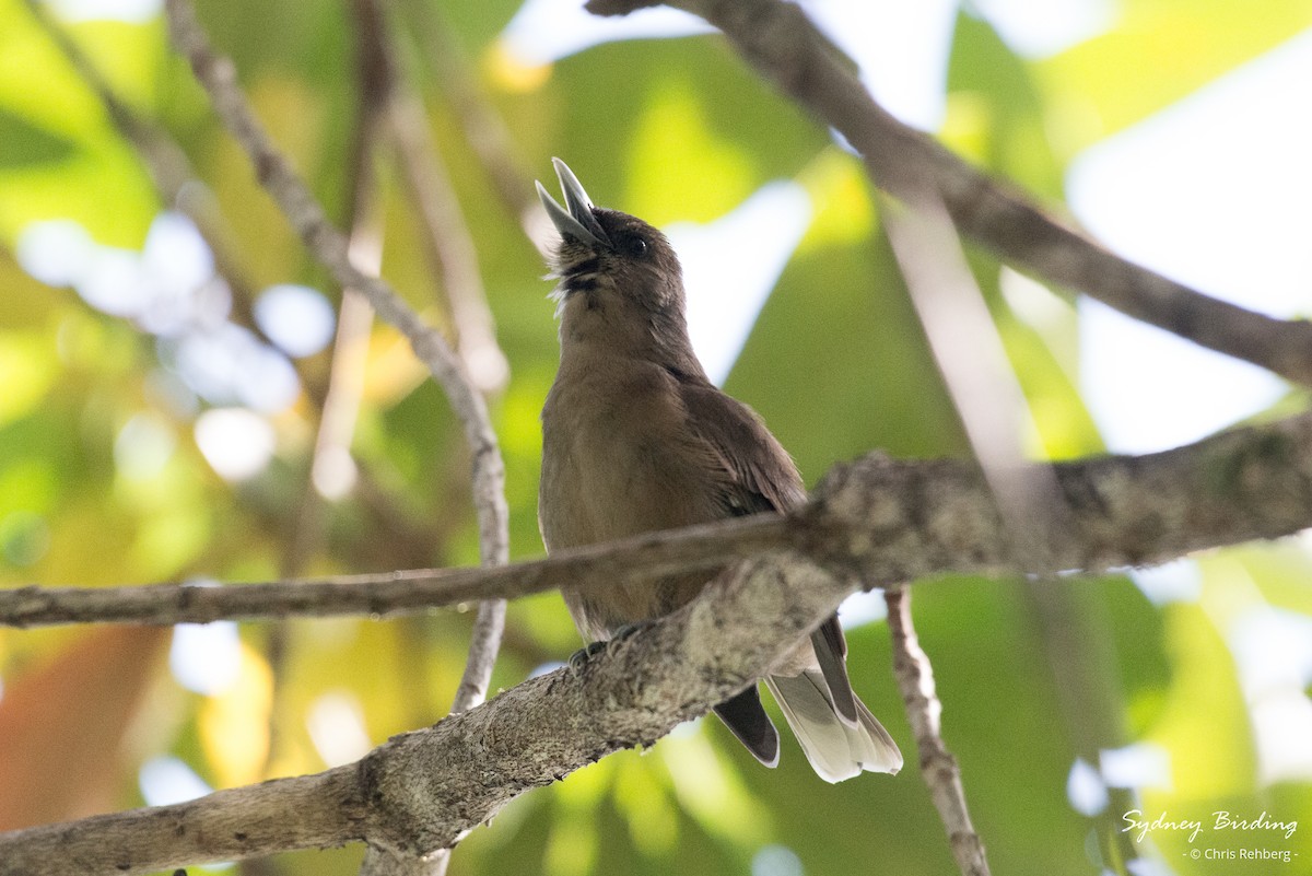 Southern Shrikebill - ML618598907