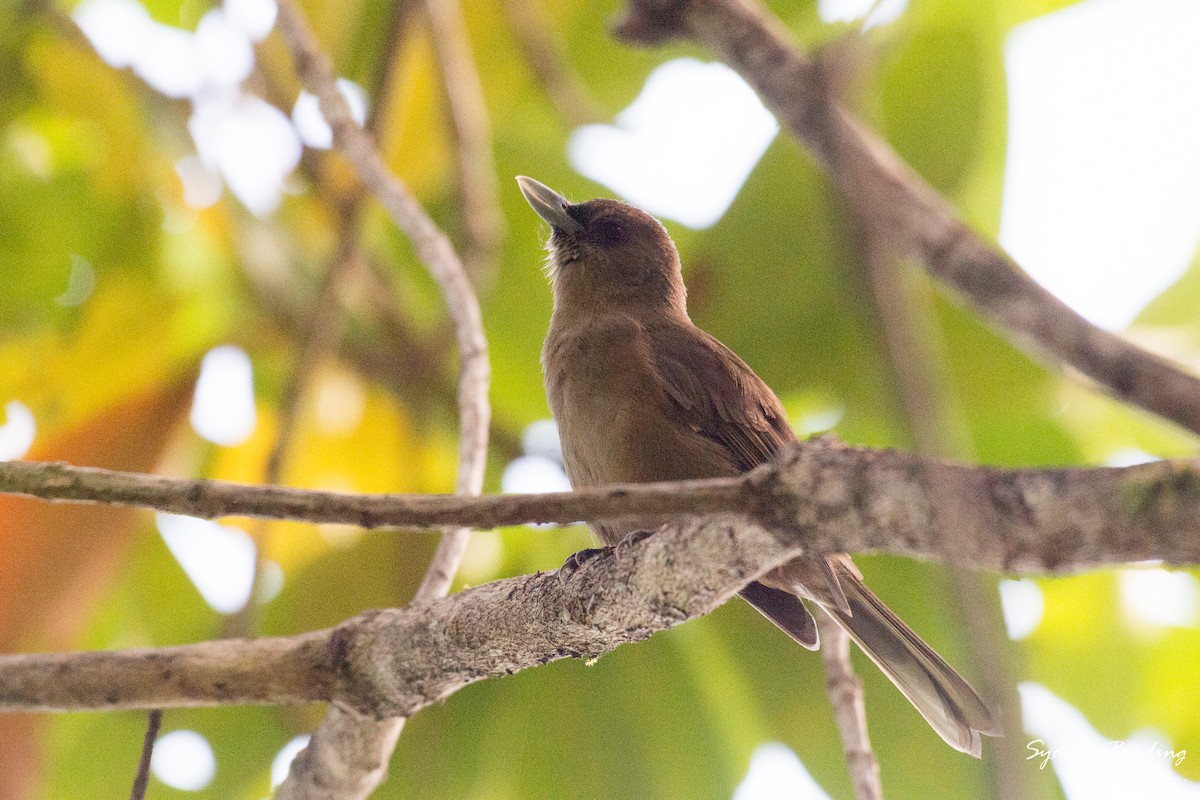 Southern Shrikebill - Chris Rehberg  | Sydney Birding