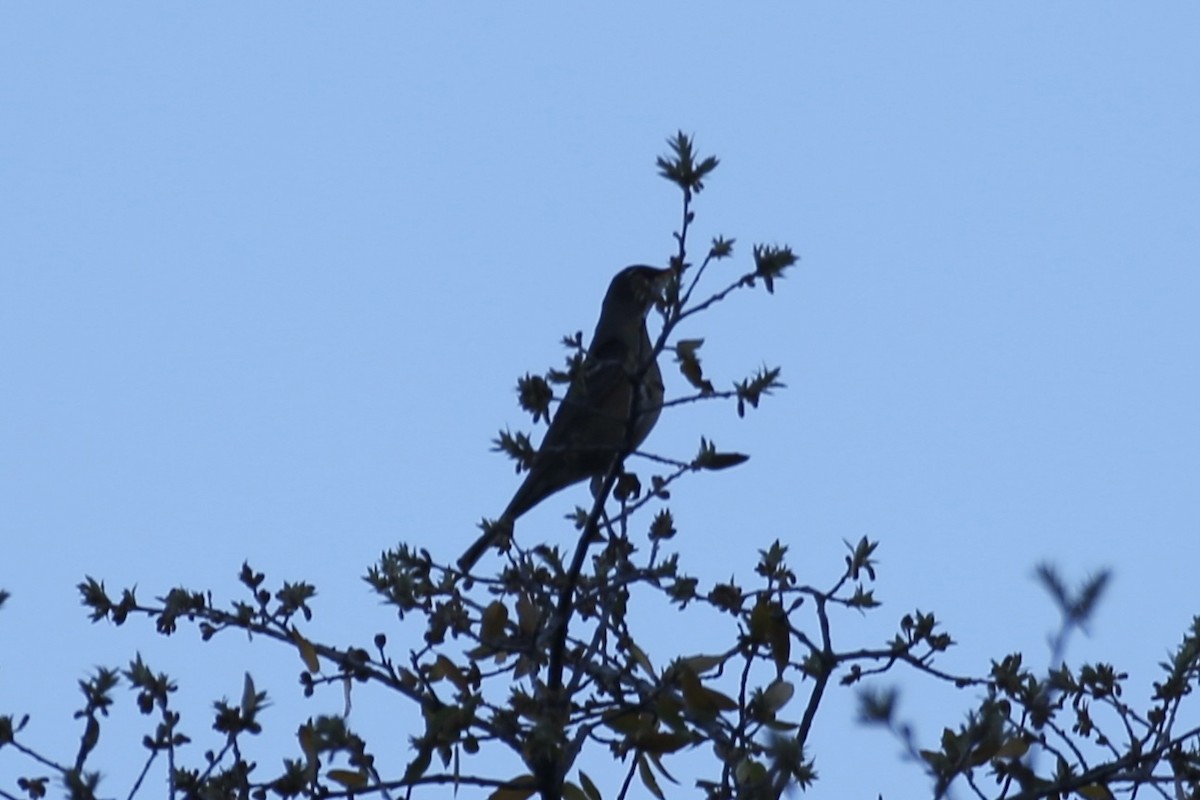 American Robin - ML618598946