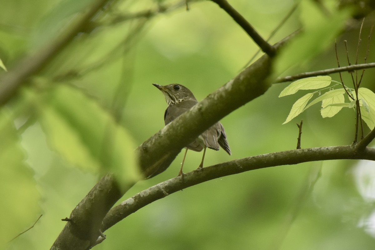 Gray-cheeked Thrush - ML618598960