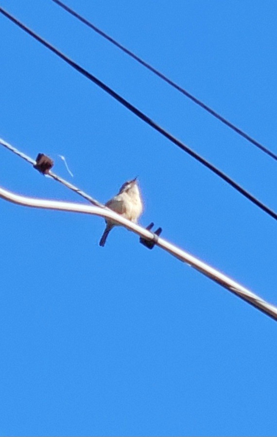 Song Sparrow - Kerri Clayborne