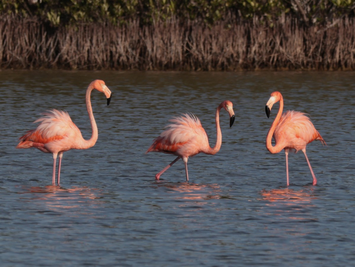 American Flamingo - Joan Baker