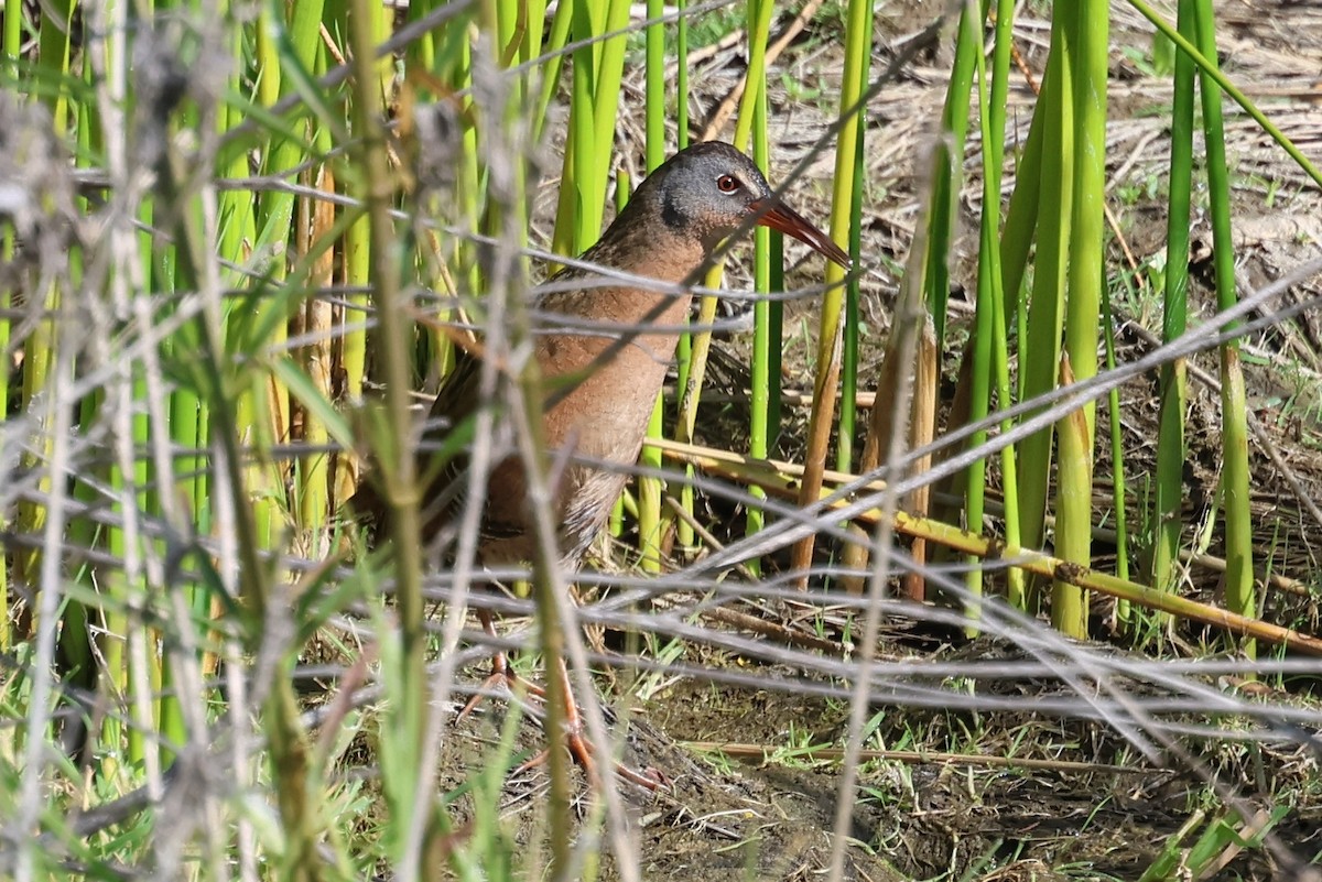 Virginia Rail - ML618599029