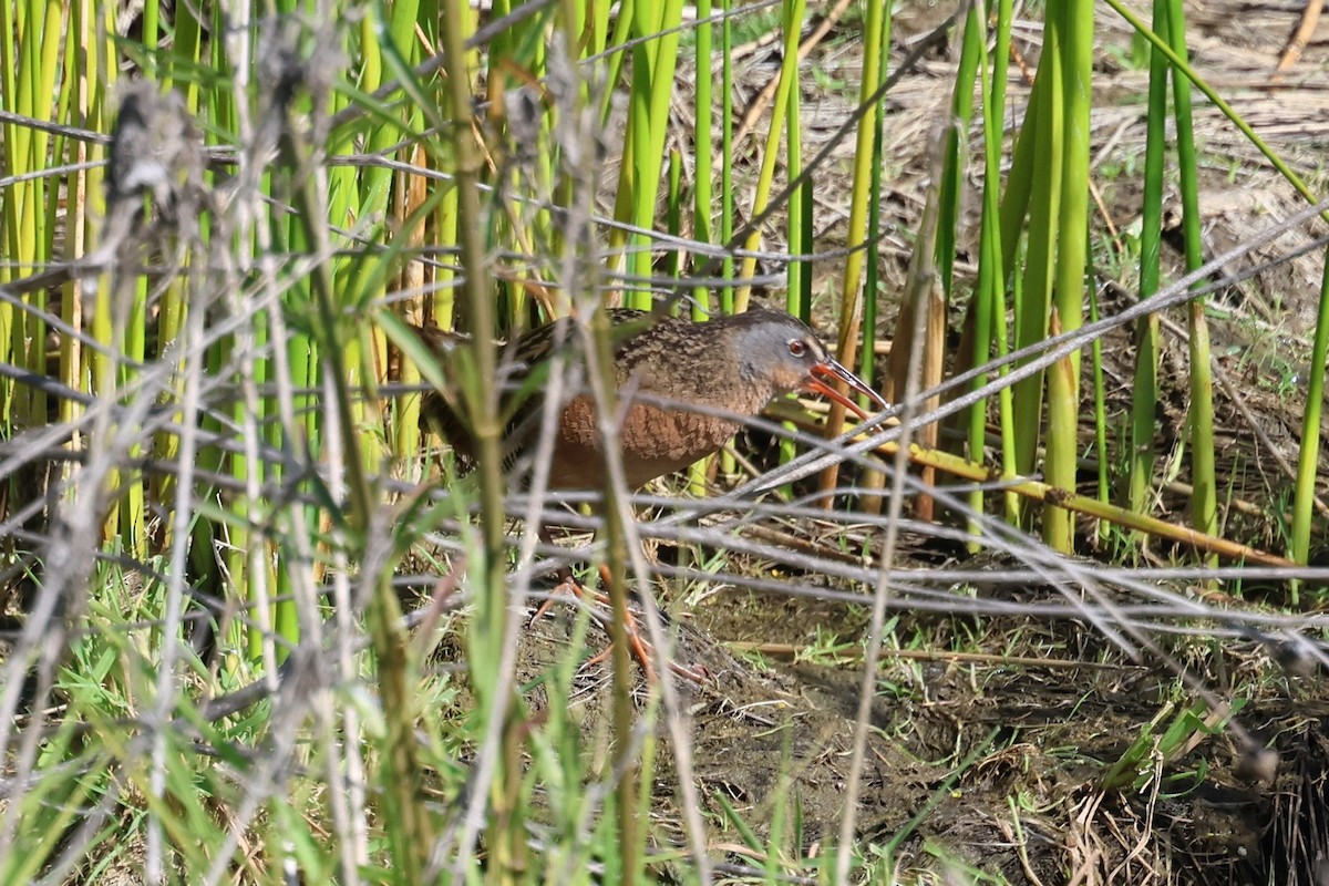 Virginia Rail - ML618599030