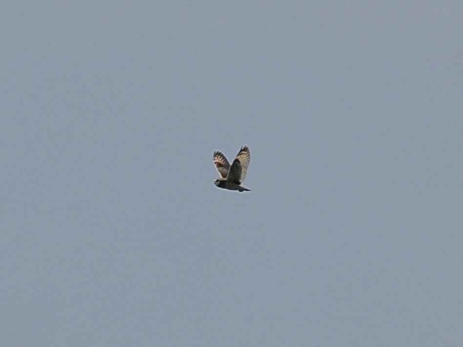 Short-eared Owl - ML618599063