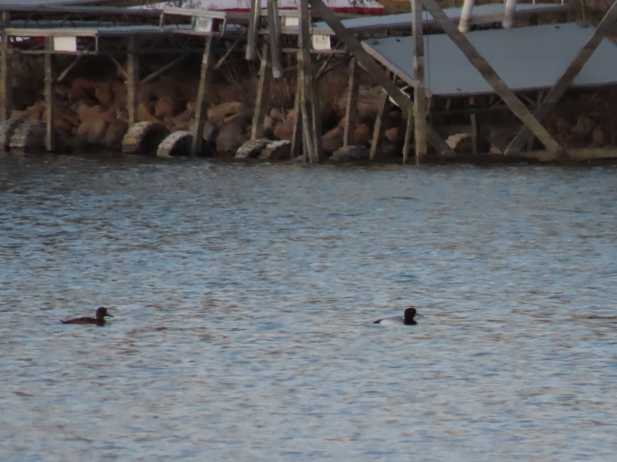 Greater Scaup - Aaron Pietsch