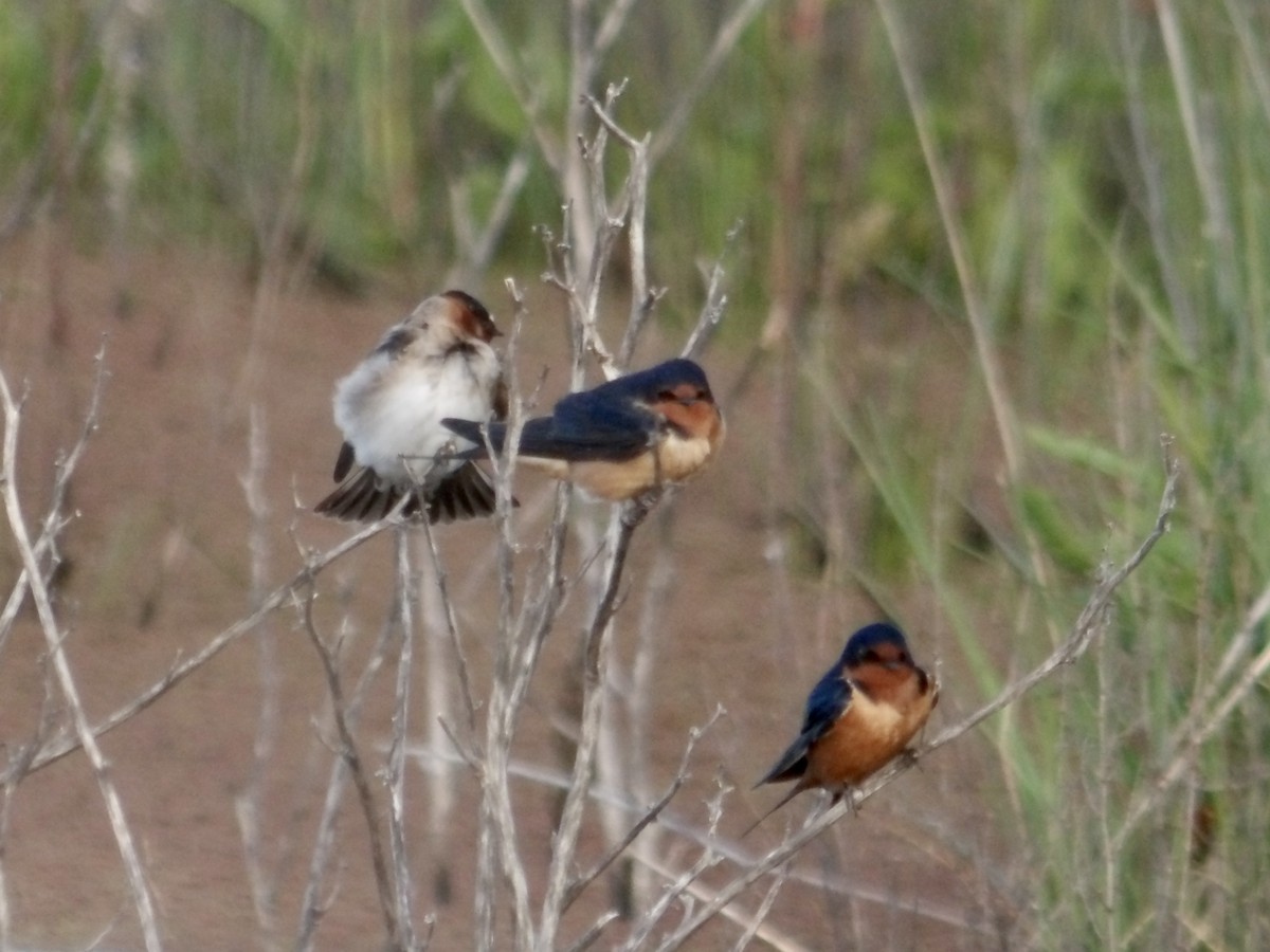 Barn Swallow - ML618599189