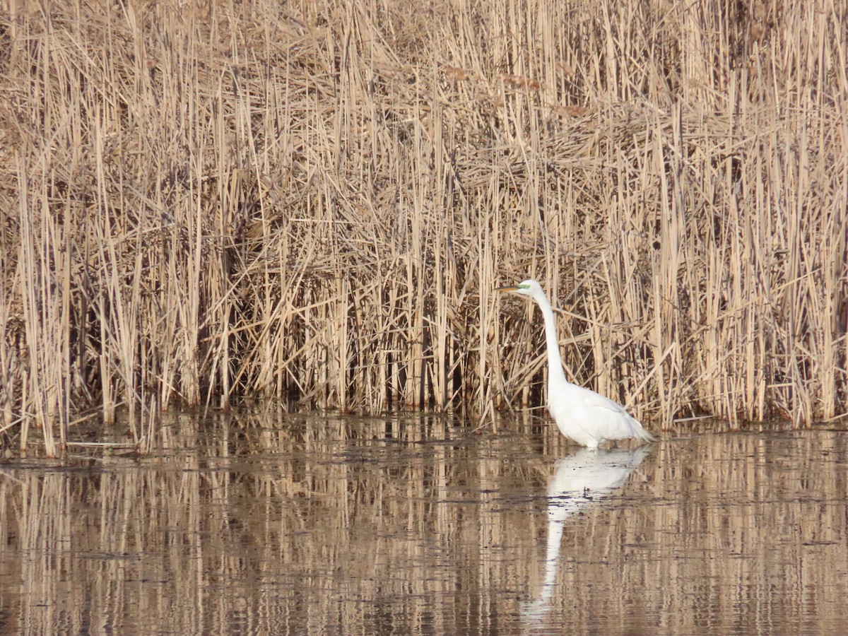 Great Egret - ML618599204