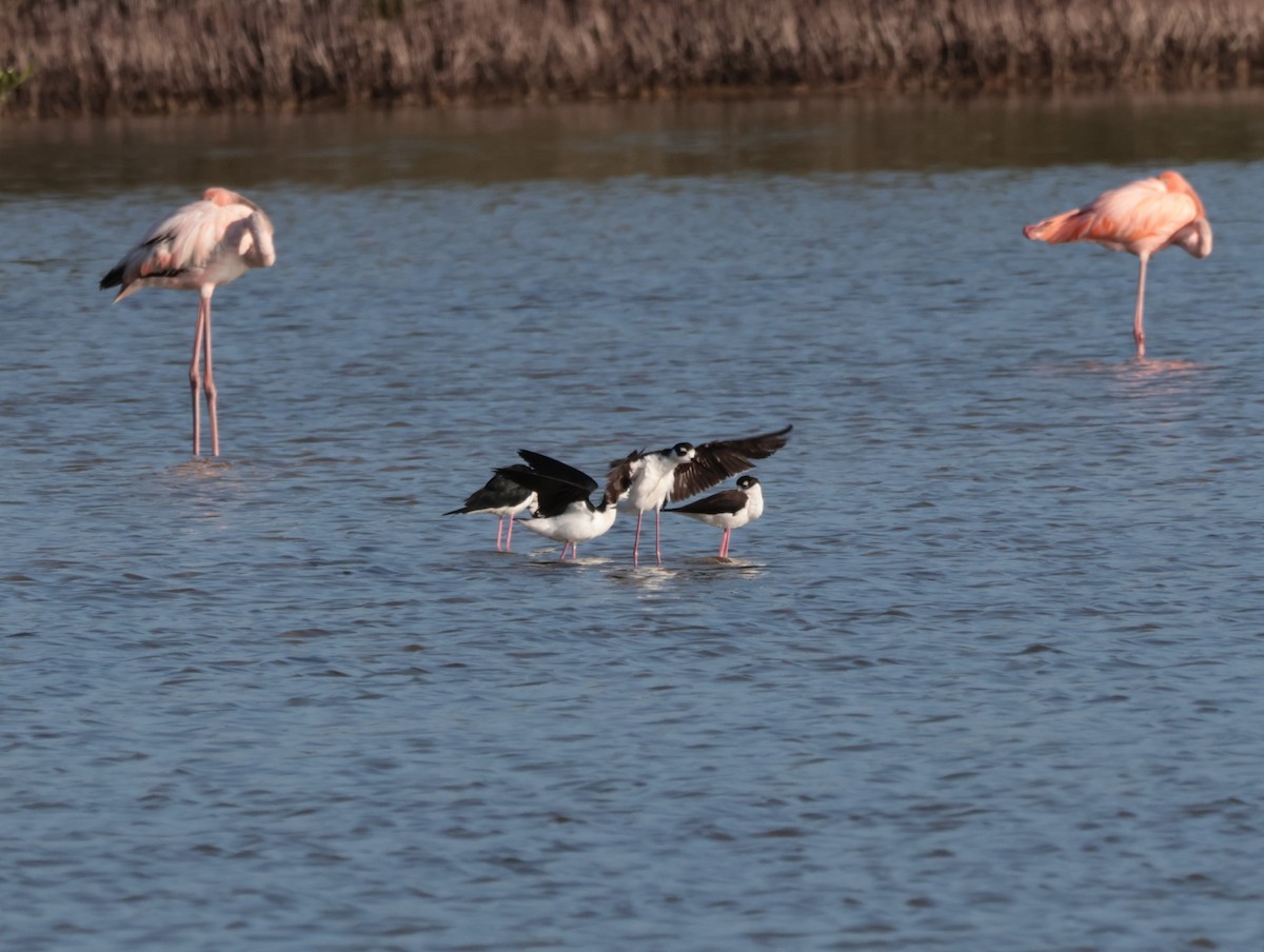 Black-necked Stilt - Joan Baker