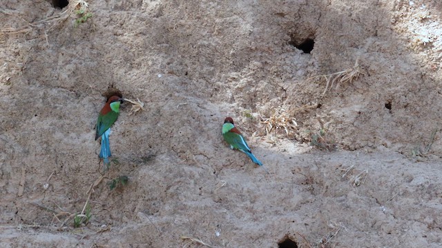 Rufous-crowned Bee-eater - ML618599228