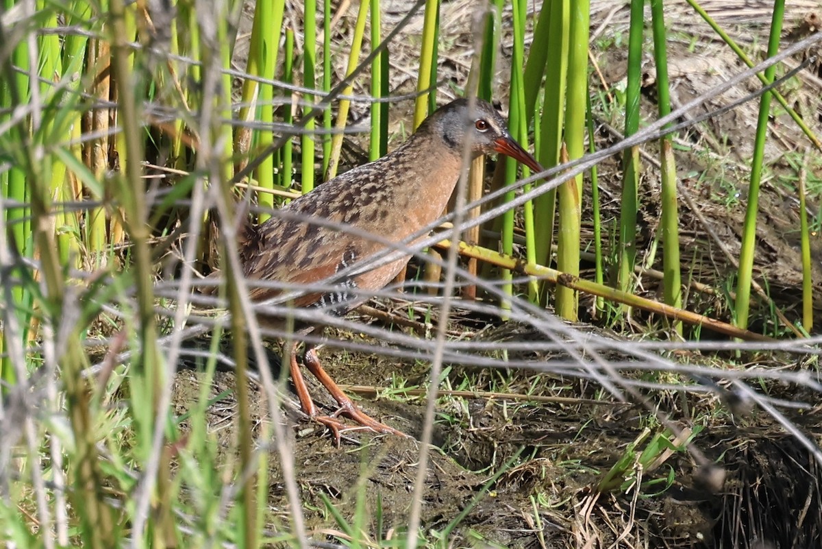 chřástal virginský - ML618599229