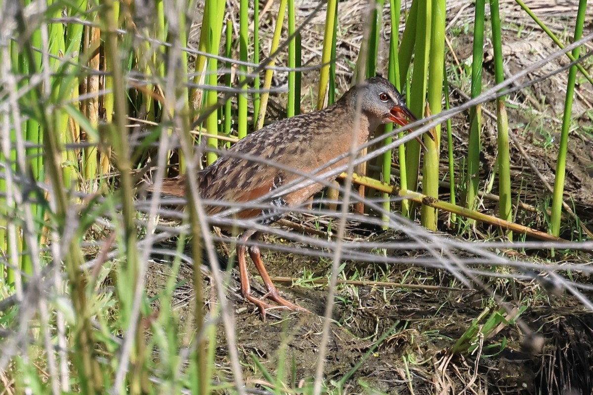 Virginia Rail - ML618599233