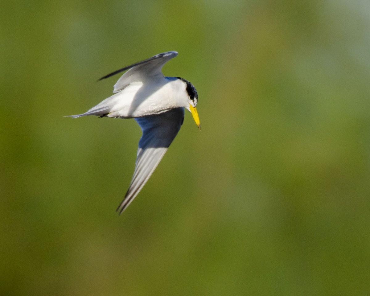 Yellow-billed Tern - ML618599245