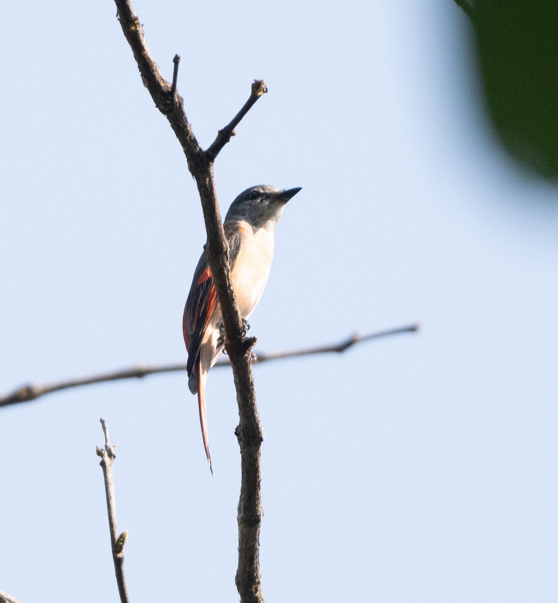 Rosy Minivet - Anurag Mishra