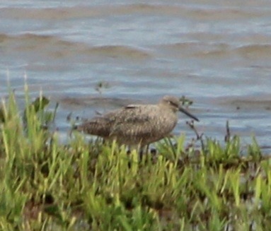 Willet - ML618599257