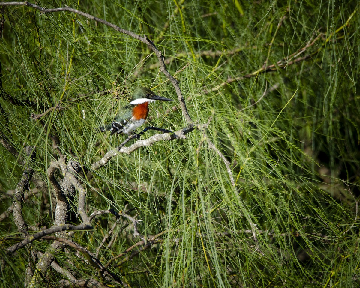 Green Kingfisher - ML618599265