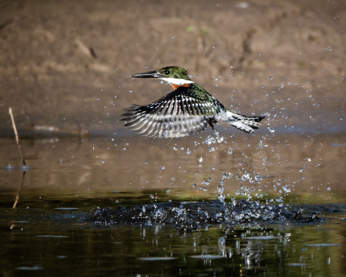 Green Kingfisher - Ignacio Zapata