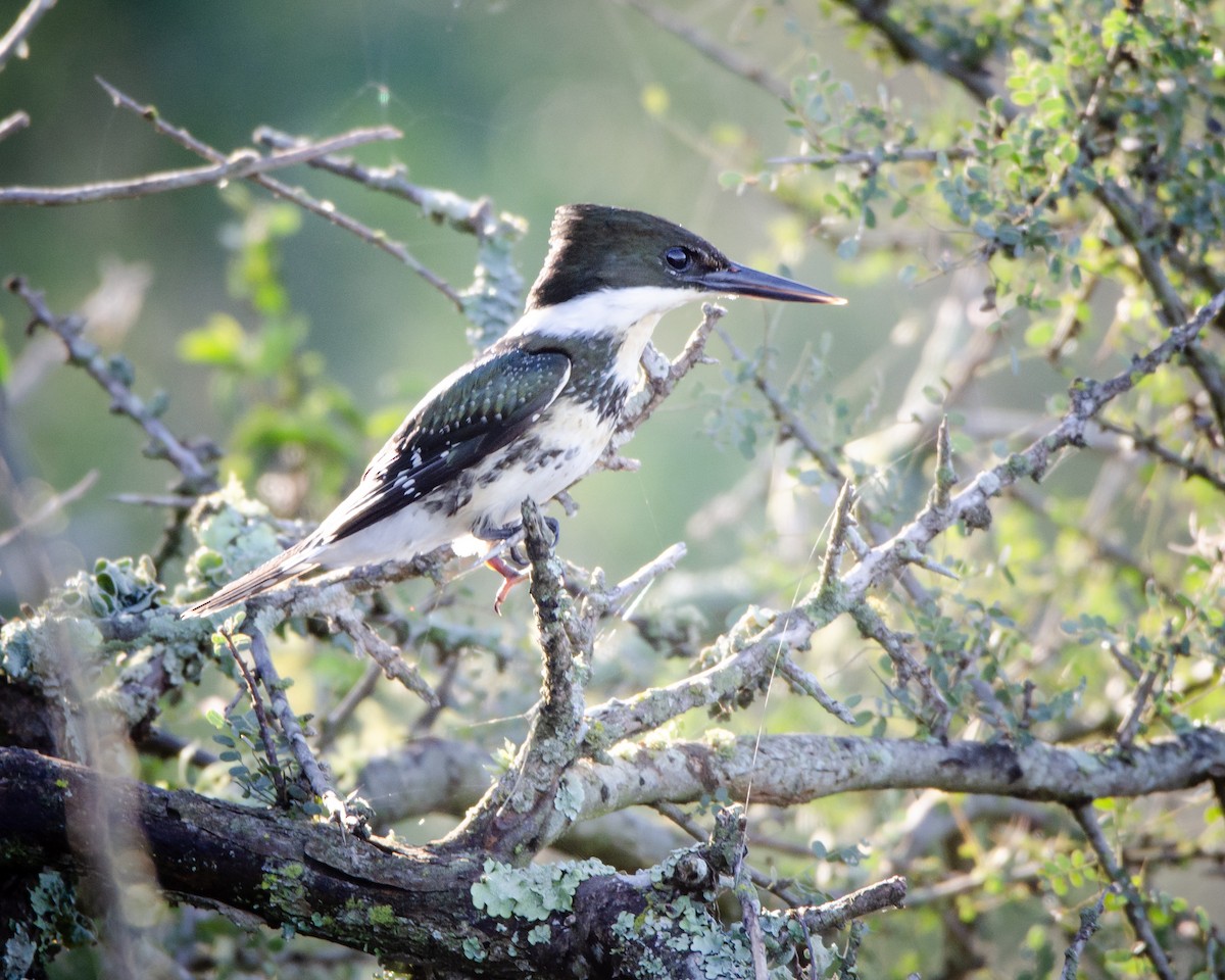 Green Kingfisher - ML618599268