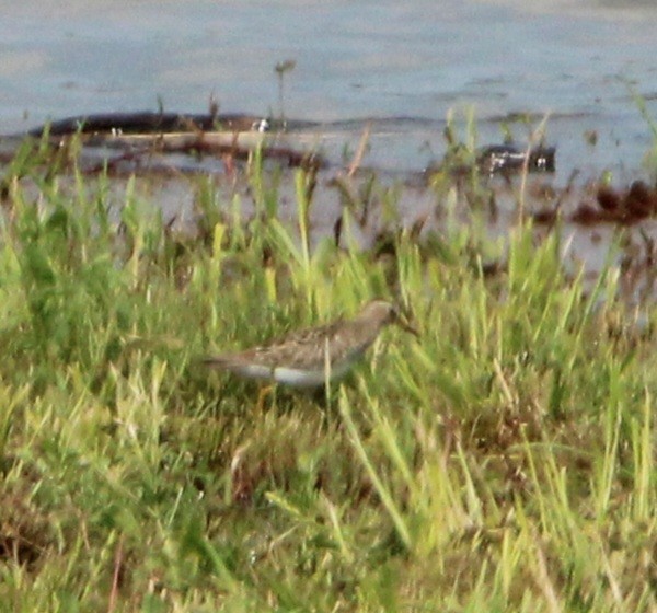 Pectoral Sandpiper - ML618599269