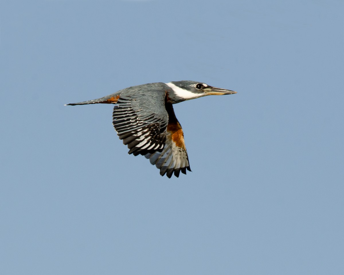 Ringed Kingfisher - ML618599280