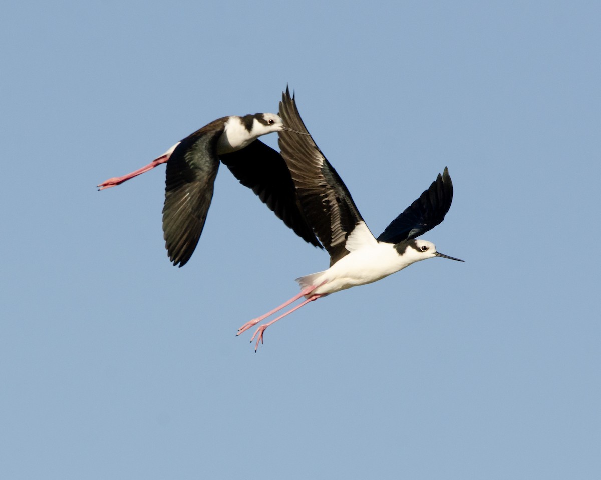 Black-necked Stilt - ML618599299