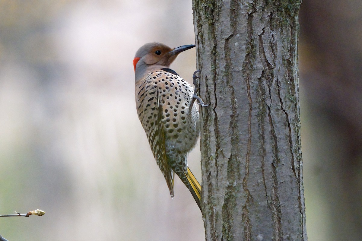 Northern Flicker - Peter Swaine