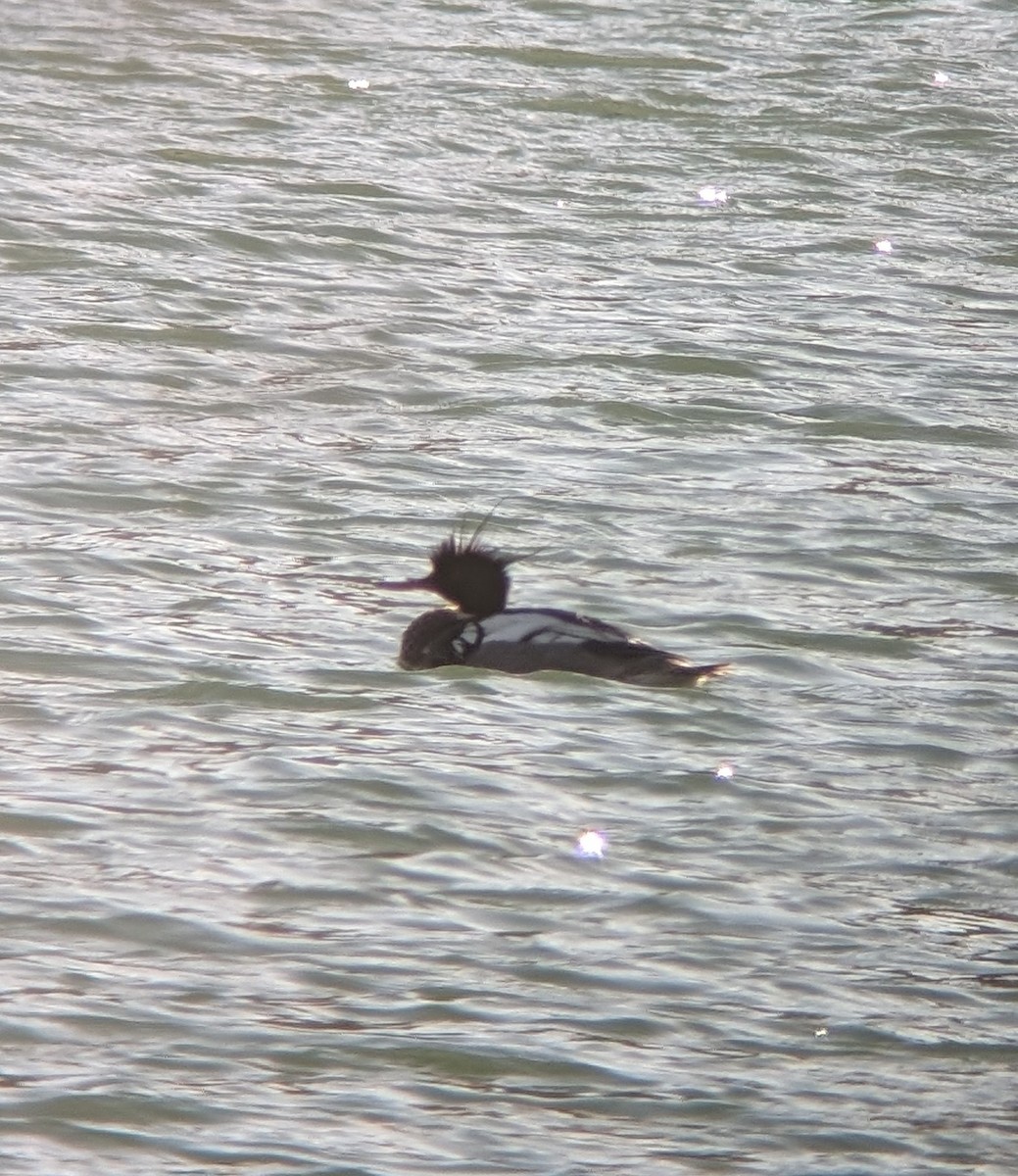 Red-breasted Merganser - ML618599307