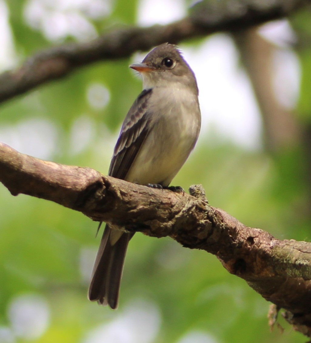 Eastern Wood-Pewee - ML618599312